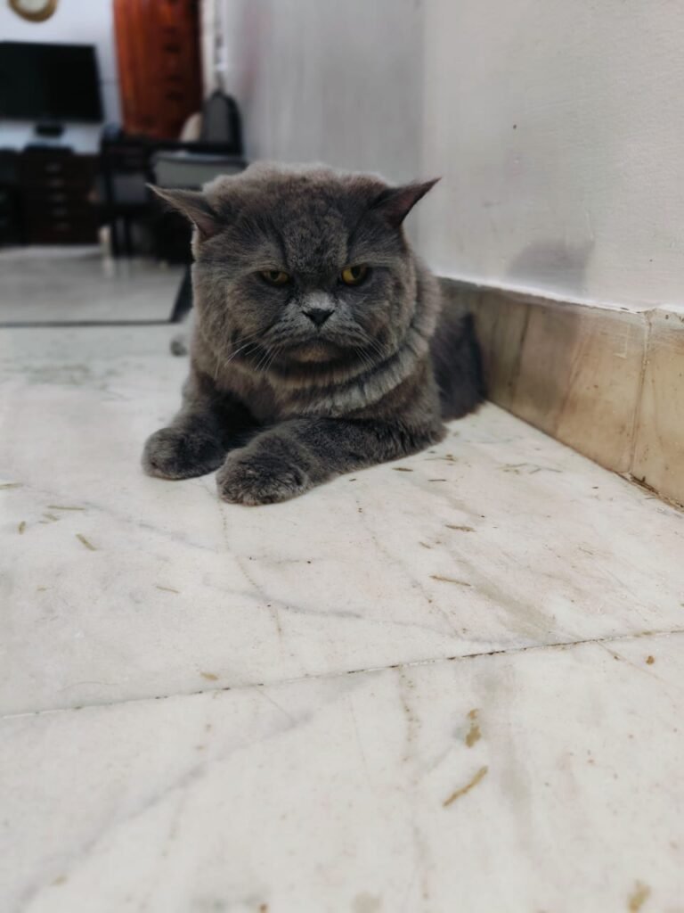 Grey cat after a grooming session