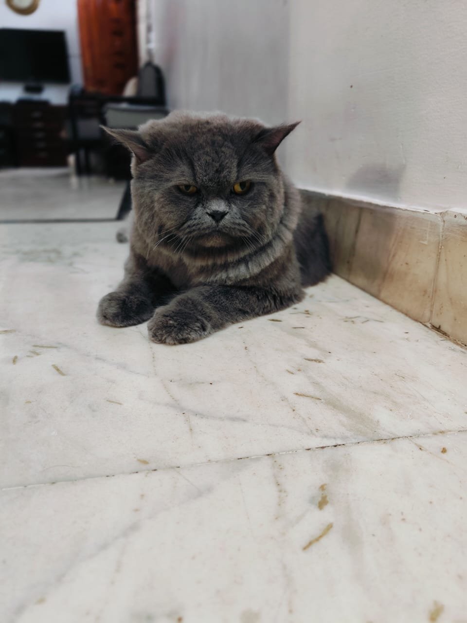 Grey cat after cat grooming at home in Bhopal