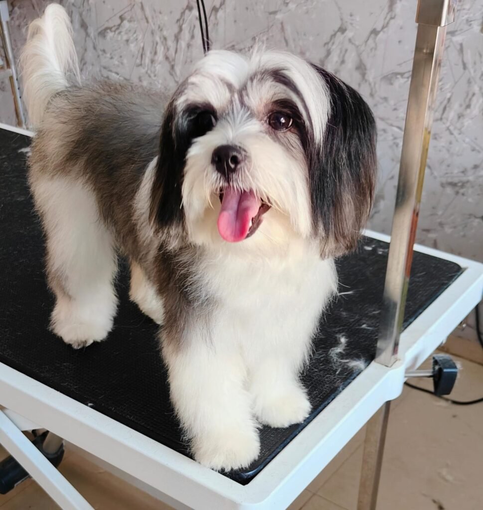Lhasa Apso after a full grooming session