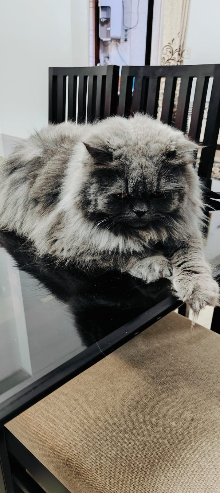 Persian cat after cat grooming at home in Bhopal