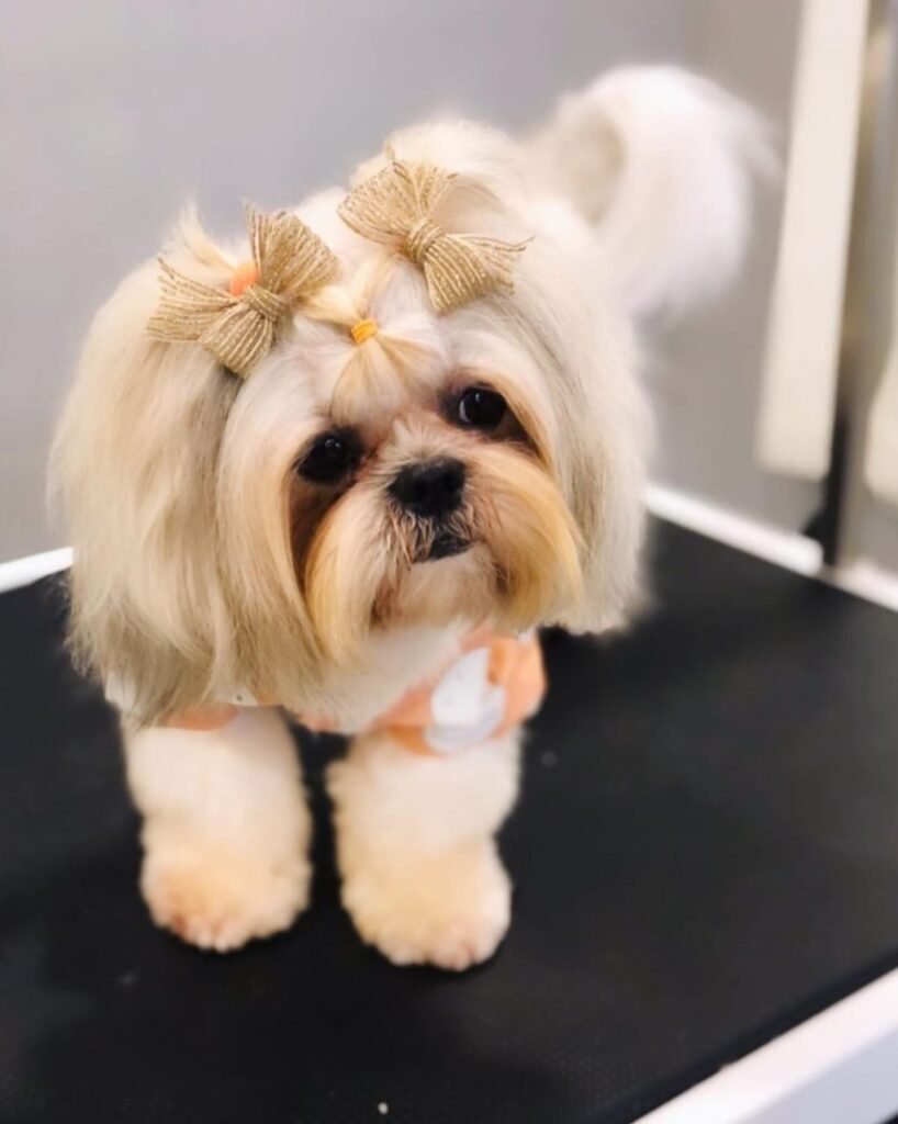 Shih Tzu with bows after grooming