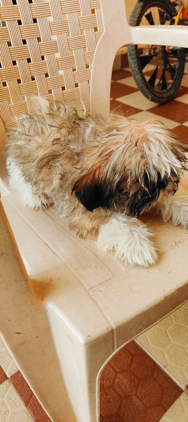 Soft clean coat after dog grooming at home in Bhopal