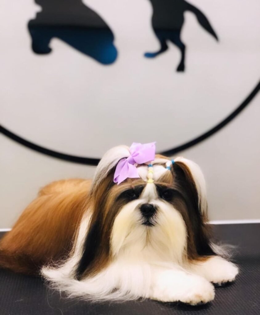 Shih Tzu with a neat face trim