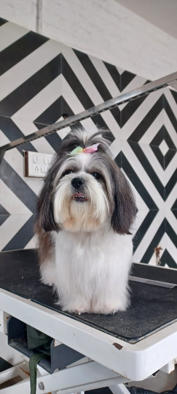 Shih Tzu at home in Jabalpur after a Global Pet visit