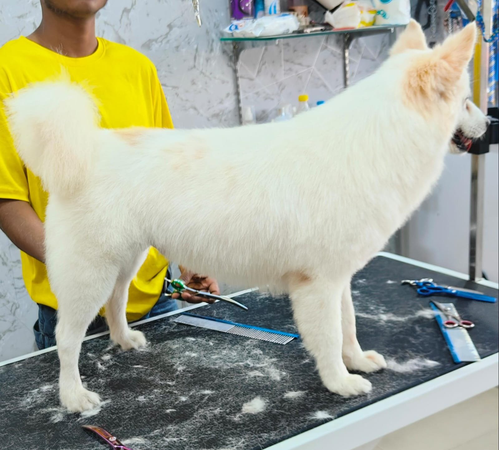 White Spitz after dog grooming at home in Jabalpur